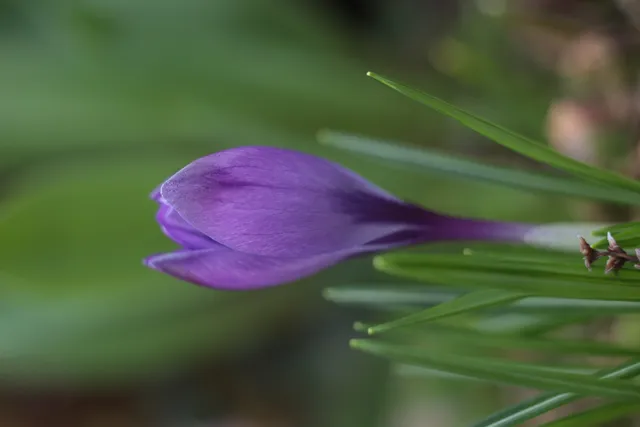 Kilfitt Makro-Kilar D f2.8 40mm (EXA) - 00005291.webp