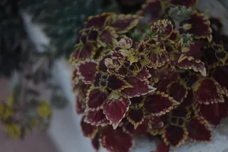 Tair-11A 135mm f2.8 (M42) - 00003317.webp