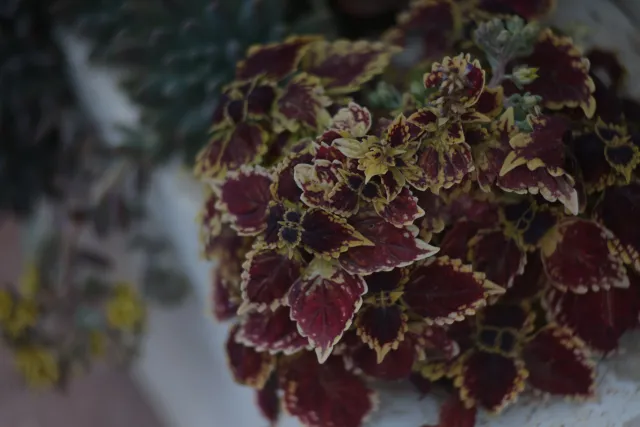 Tair-11A 135mm f2.8 (M42) - 00003317.webp