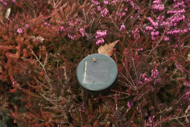 Yashica Lens DSB 55mm f2 (CY) - 00005403.webp