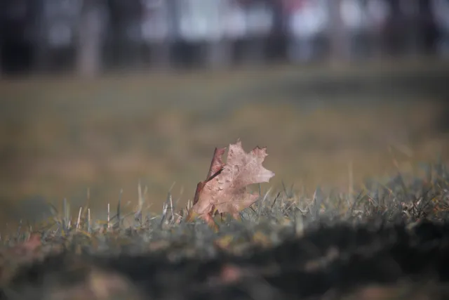 Vivitar Series 1 70-210mm f3.5 Macro Focusing (FD) - 00004743.webp