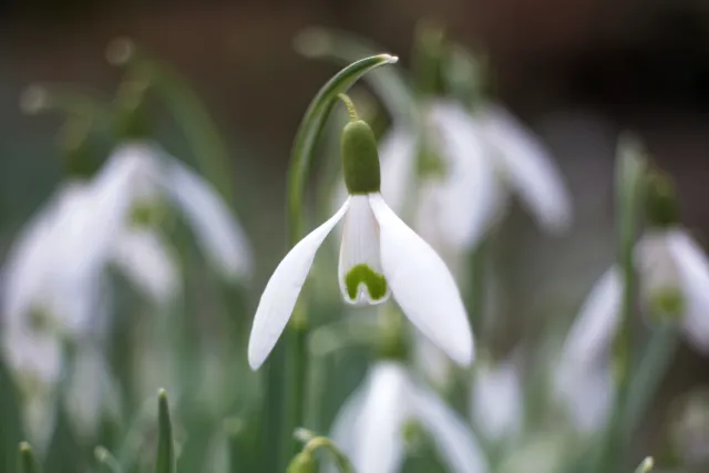 Meyer-Optik Görlitz Domiplan f2.8 50mm (M42) - 00005134.webp