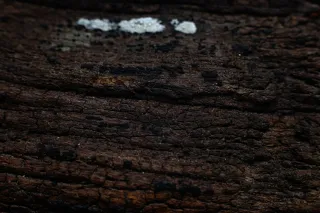 Carl Zeiss Jena DDR Pancolar Electric 50mm f1.8 (M42) - 00004478.webp