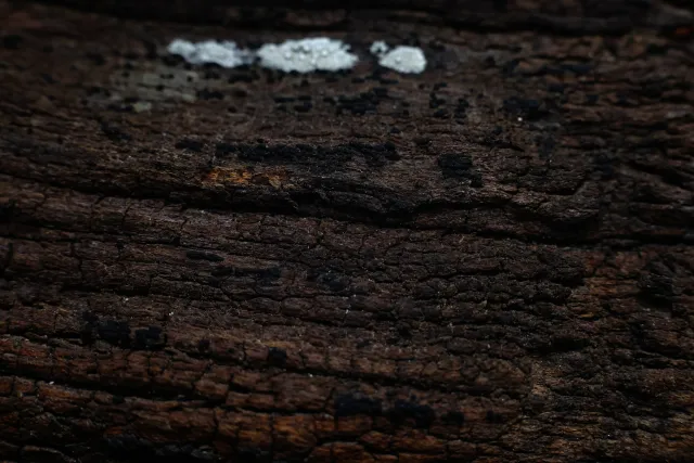 Carl Zeiss Jena DDR Pancolar Electric 50mm f1.8 (M42) - 00004478.webp