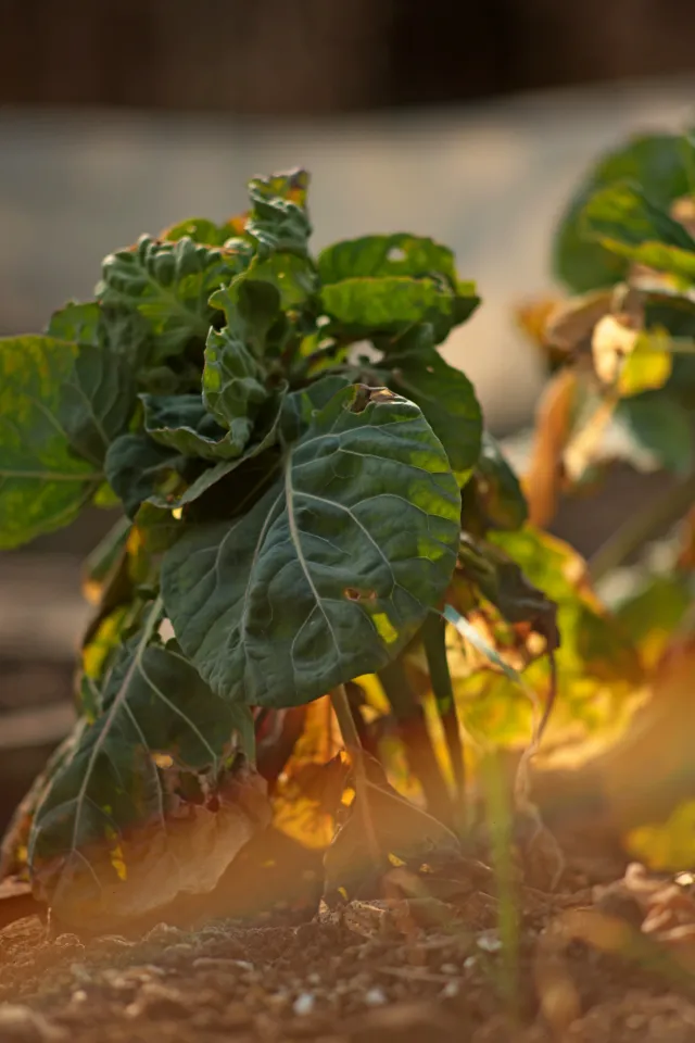 Canon Lens FD 135mm f2.5 S.C. (FD) - 00005264.webp