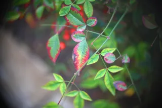 Simplex Ampro Ltd 2.5cala (63.5mm) f1.8 16mm (DIY) - 00002877.webp