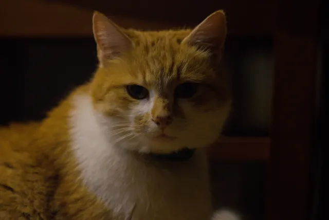 Carl Zeiss Jena Sonnar 180mm f2.8 MC (P6) - 00001503.webp