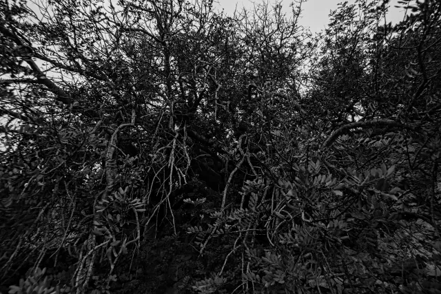 Carl Zeiss Flektogon f4 20mm (m42).md - 00004448.webp