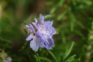 Carl Zeiss Jena DDR Pancolar Electric 50mm f1.8 (M42) - 00004070.webp