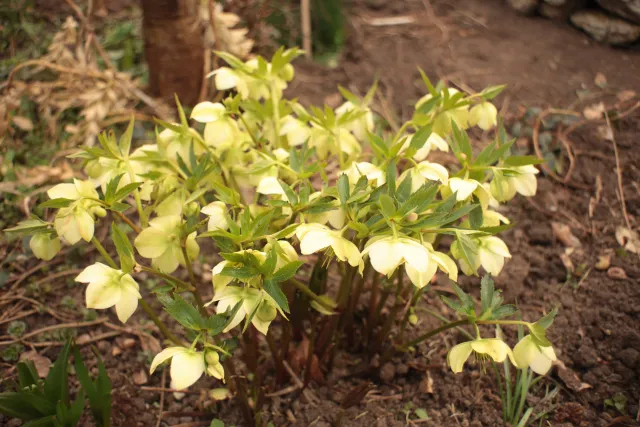 Auto INA HI-Q Wide 35mm f2.8 (M42) - 00005411.webp