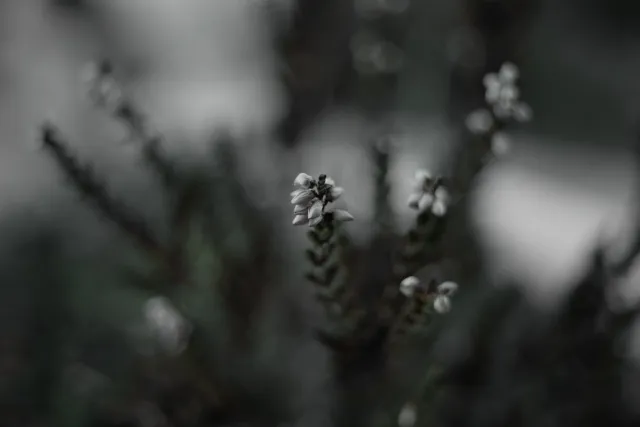 Kilfitt Makro-Kilar D f2.8 40mm (EXA) - 00004883.webp