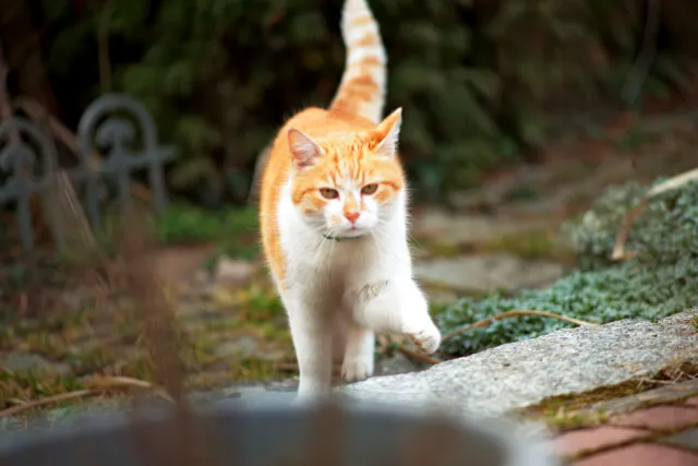 Canon Lens FD 135mm f2.5 S.C. (FD) - 00005257.webp