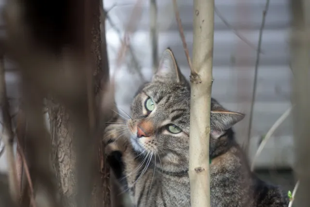 Helios 44-2 (M42) - 00005126.webp