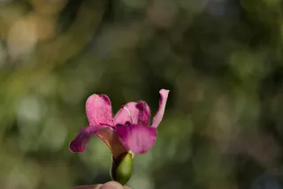 Meyer-Optik Görlitz Primagon 35mm f4.5 (M42) - 00001289.webp