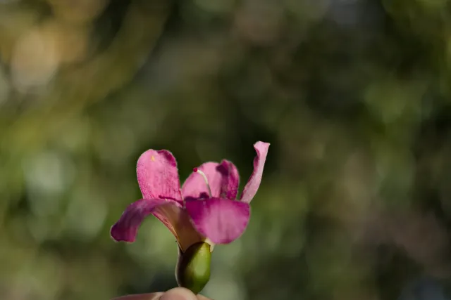 Meyer-Optik Görlitz Primagon 35mm f4.5 (M42) - 00001289.webp