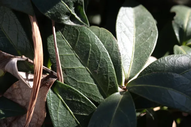 Canon Macro Lens FD 50mm f3.5 S.S.C. (FD) - 00004938.webp