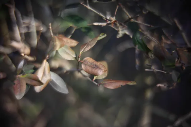 KOWA SUPER PROMINAR-16 50mm f1.2 Eiki 16mm (DIY) - 00002089.webp