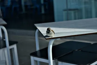 Zenith Helios-77M-4 50mm f1.8 VOMZ (M42) - 00001275.webp