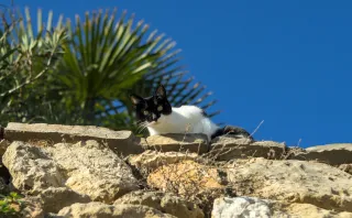 Zenith Helios-77M-4 50mm f1.8 VOMZ (M42) - 00000982.webp