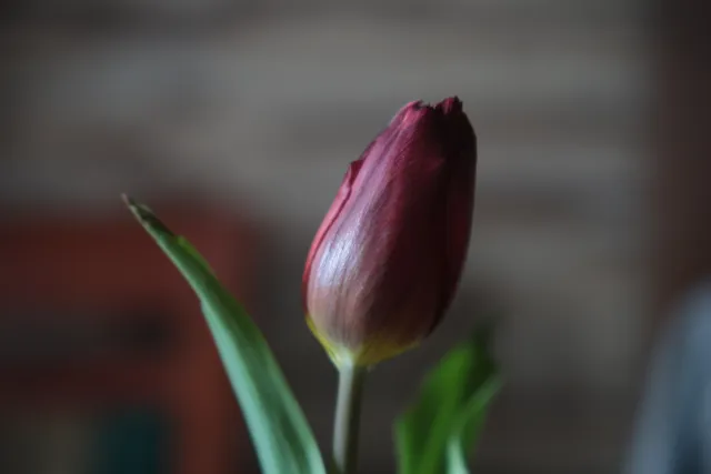 Formula 5 Gold Crown Macro Zoom 60-150mm f4 MC (M42) - 00005041.webp