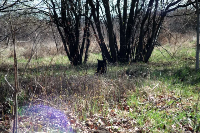 Vivitar Series 1 28-105mm f2.8-3.8 VMC Macro (Olympus OM) - 00005520.webp