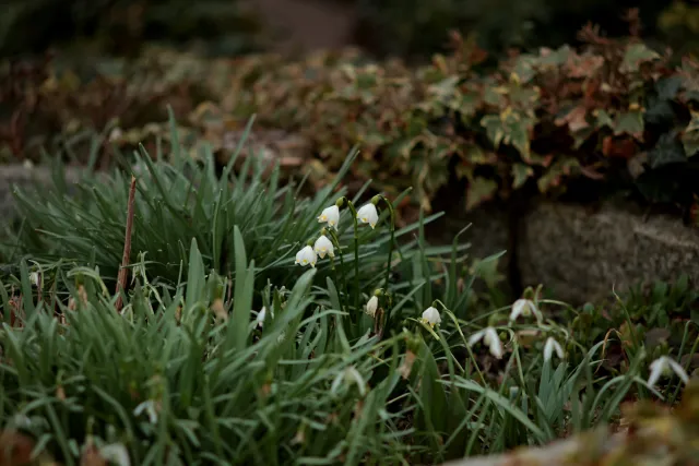 Olympus E-Zuiko Auto-T 135mm f3.5 (Olympus OM) - 00005375.webp