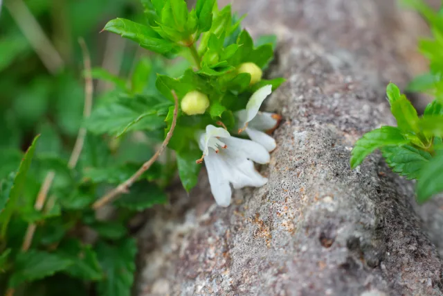 Carl Zeiss Jena DDR Pancolar Electric 50mm f1.8 (M42) - 00004523.webp