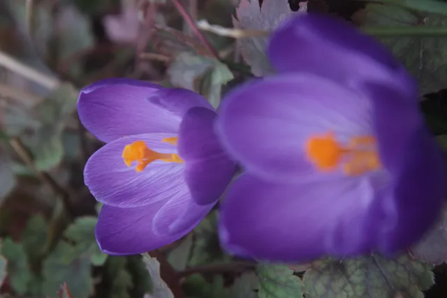 Helios Auto Zoom 85-210mm f3.8 Macro (M42) - 00005071.webp