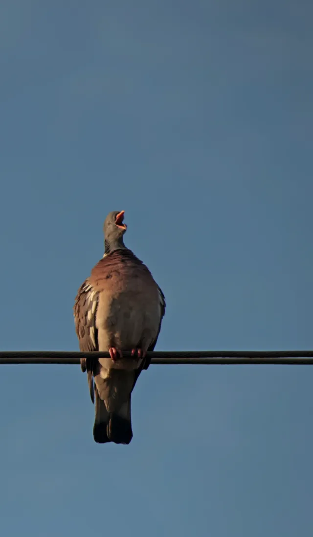 Spiratone Plura-Coat SharpShooter-S 400mm f6.3 (T2-M42) - 00005283.webp