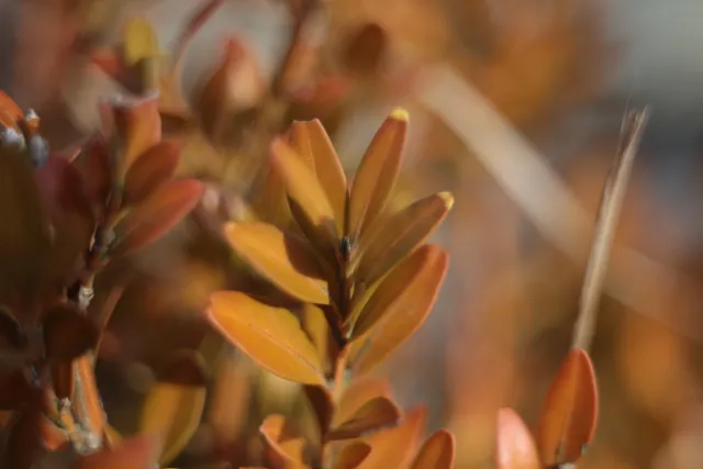 Kilfitt Makro-Kilar D f2.8 40mm (EXA) - 00005307.webp