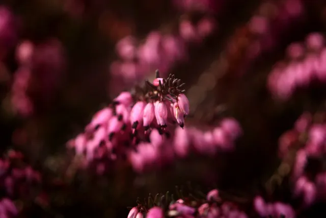 Feinmess Dresden Bonotar 105mm f4.5 V (M42) - 00005176.webp