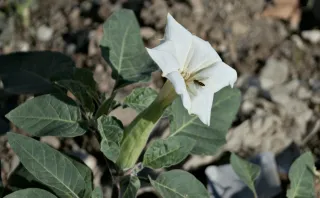 Industar-50-2 50mm f3.5 (M42) - 00000113.webp