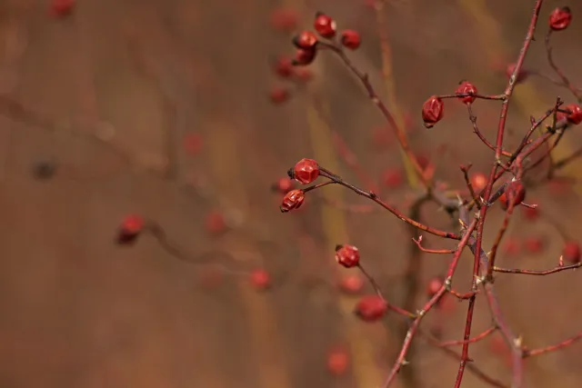 Canon Lens FD 135mm f2.5 S.C. (FD) - 00005268.webp