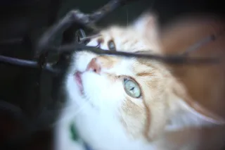 KOWA SUPER PROMINAR-16 50mm f1.2 Eiki 16mm (DIY) - 00002024.webp