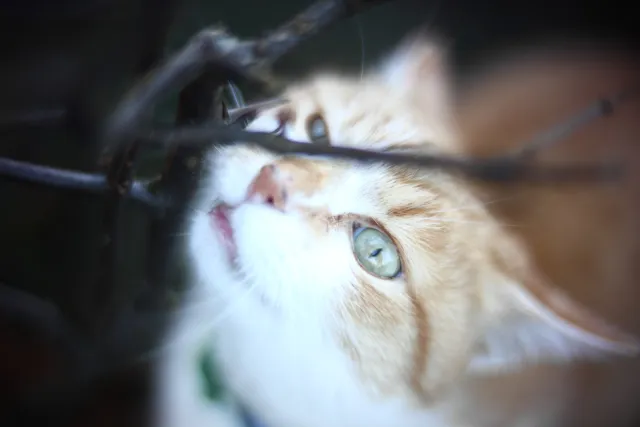 KOWA SUPER PROMINAR-16 50mm f1.2 Eiki 16mm (DIY) - 00002024.webp