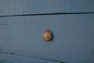 Meyer-Optik Görlitz Primagon 35mm f4.5 (M42) - 00002478.webp