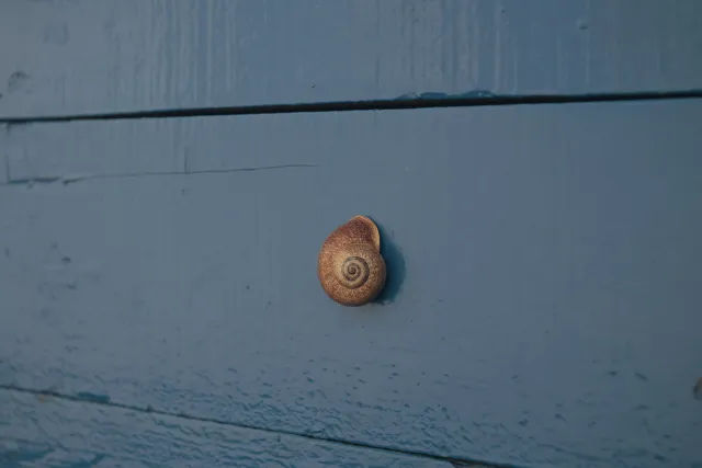 Meyer-Optik Görlitz Primagon 35mm f4.5 (M42) - 00002478.webp