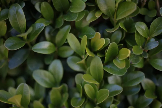 Canon Macro Lens FD 50mm f3.5 S.S.C. (FD) - 00004920.webp