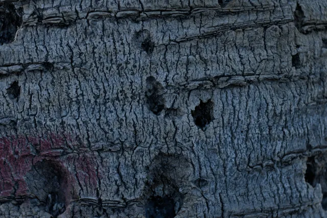 Zenith Helios-77M-4 50mm f1.8 VOMZ (M42) - 00000191.webp