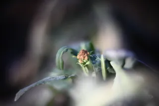 KOWA SUPER PROMINAR-16 50mm f1.2 Eiki 16mm (DIY) - 00002057.webp