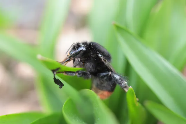 Canon Macro Lens FD 50mm f3.5 S.S.C. (FD) - 00005634.webp