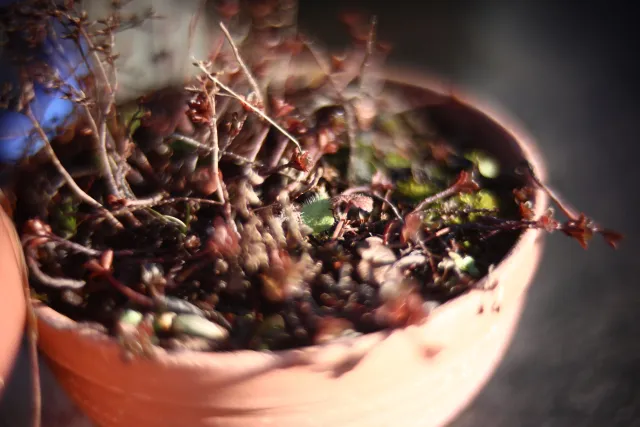 KOWA SUPER PROMINAR-16 50mm f1.2 Eiki 16mm (DIY) - 00001985.webp