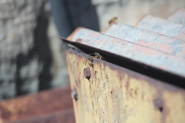 Vivitar Series 1 70-210mm f3.5 VMC V2 (Olympus OM) - 00005564.webp