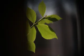 Simplex Ampro Ltd 2.5cala (63.5mm) f1.8 16mm (DIY) - 00002200.webp