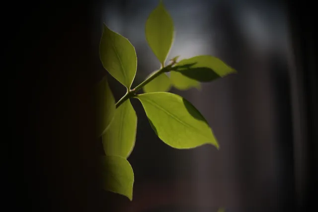 Simplex Ampro Ltd 2.5cala (63.5mm) f1.8 16mm (DIY) - 00002200.webp