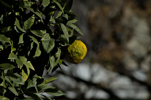 Tamron 28-300mm F3.5-6.3 (EF) - 00001081.webp