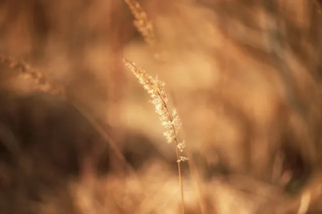 Canon Lens FD 135mm f2.5 S.C. (FD) - 00005269.webp