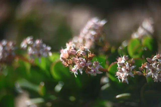 Simplex Ampro Ltd 2.5cala (63.5mm) f1.8 16mm (DIY) - 00003146.webp