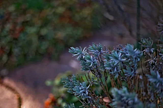 Nikkor-H Auto 50mm f2 (Nikon F) - 00005368.webp