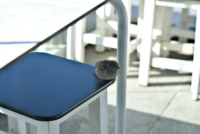 Zenith Helios-77M-4 50mm f1.8 VOMZ (M42) - 00001274.webp